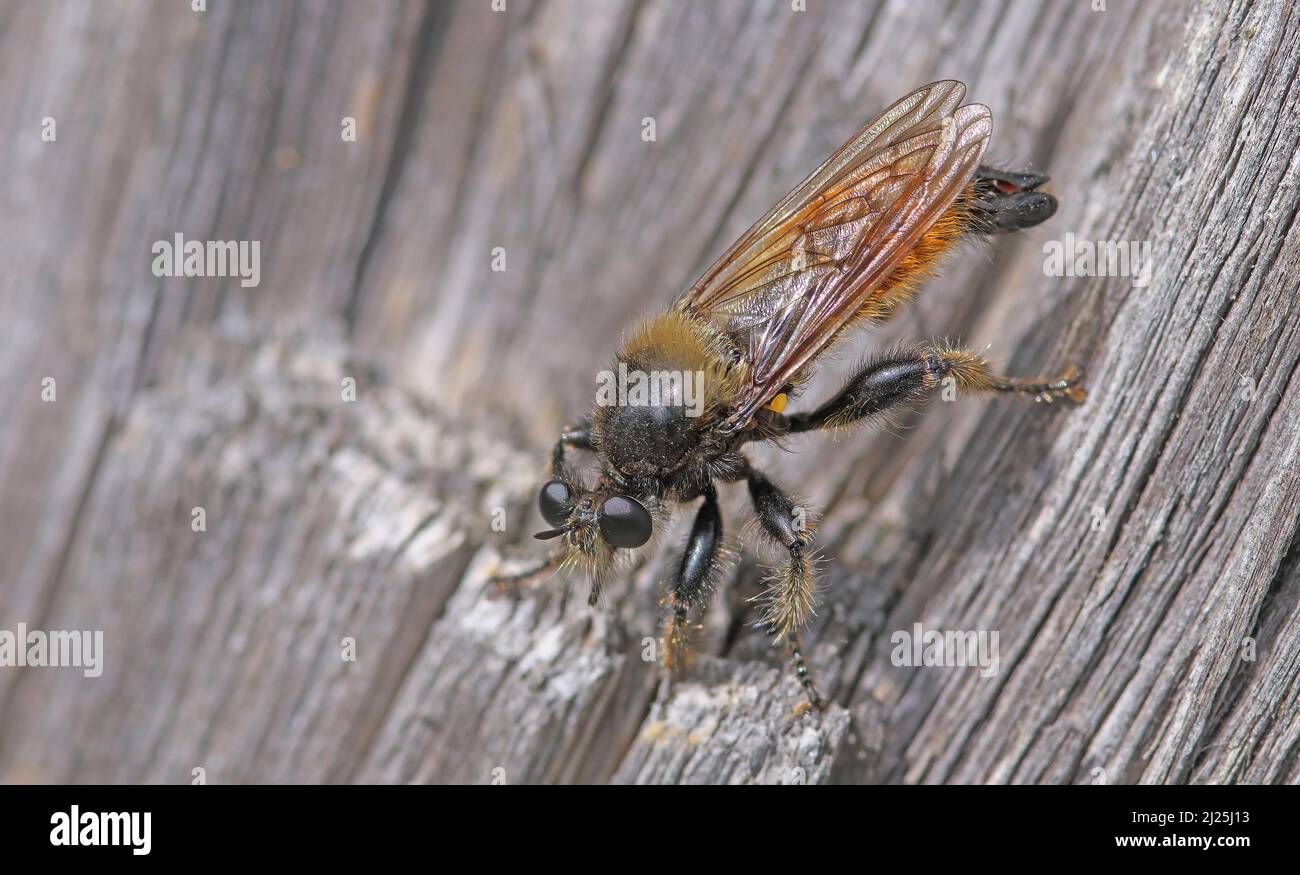 Rapina Fly (Laphria flava) su legno decadente. Austria Foto Stock