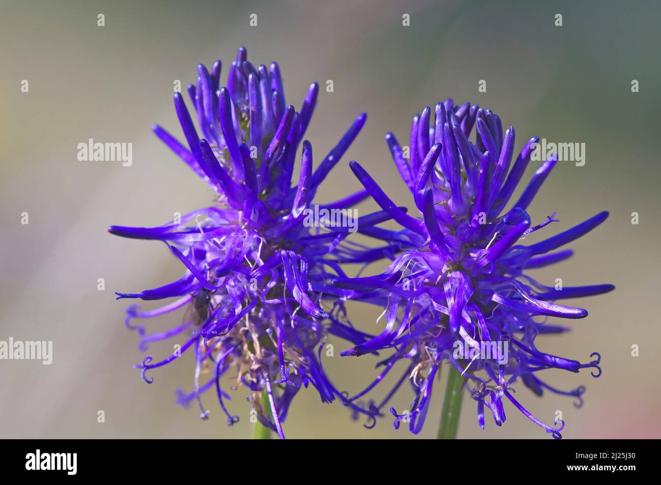 Rampione nero (Phyteuma nigrum), due fiori. Austria Foto Stock