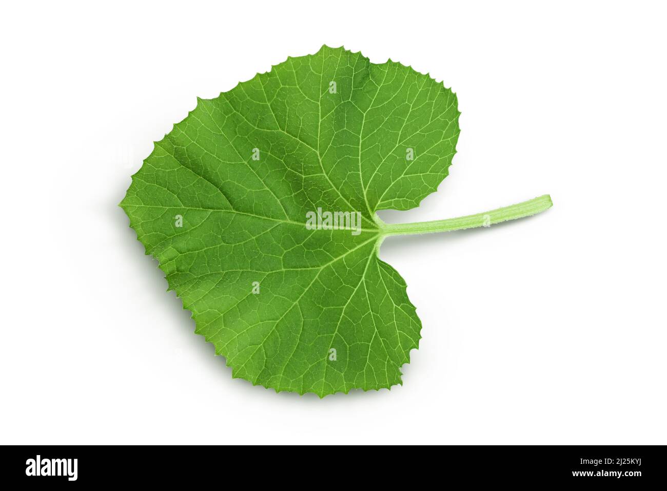 Foglia di melone isolata su sfondo bianco con percorso di ritaglio e profondità di campo completa. Vista dall'alto. Disposizione piatta. Foto Stock