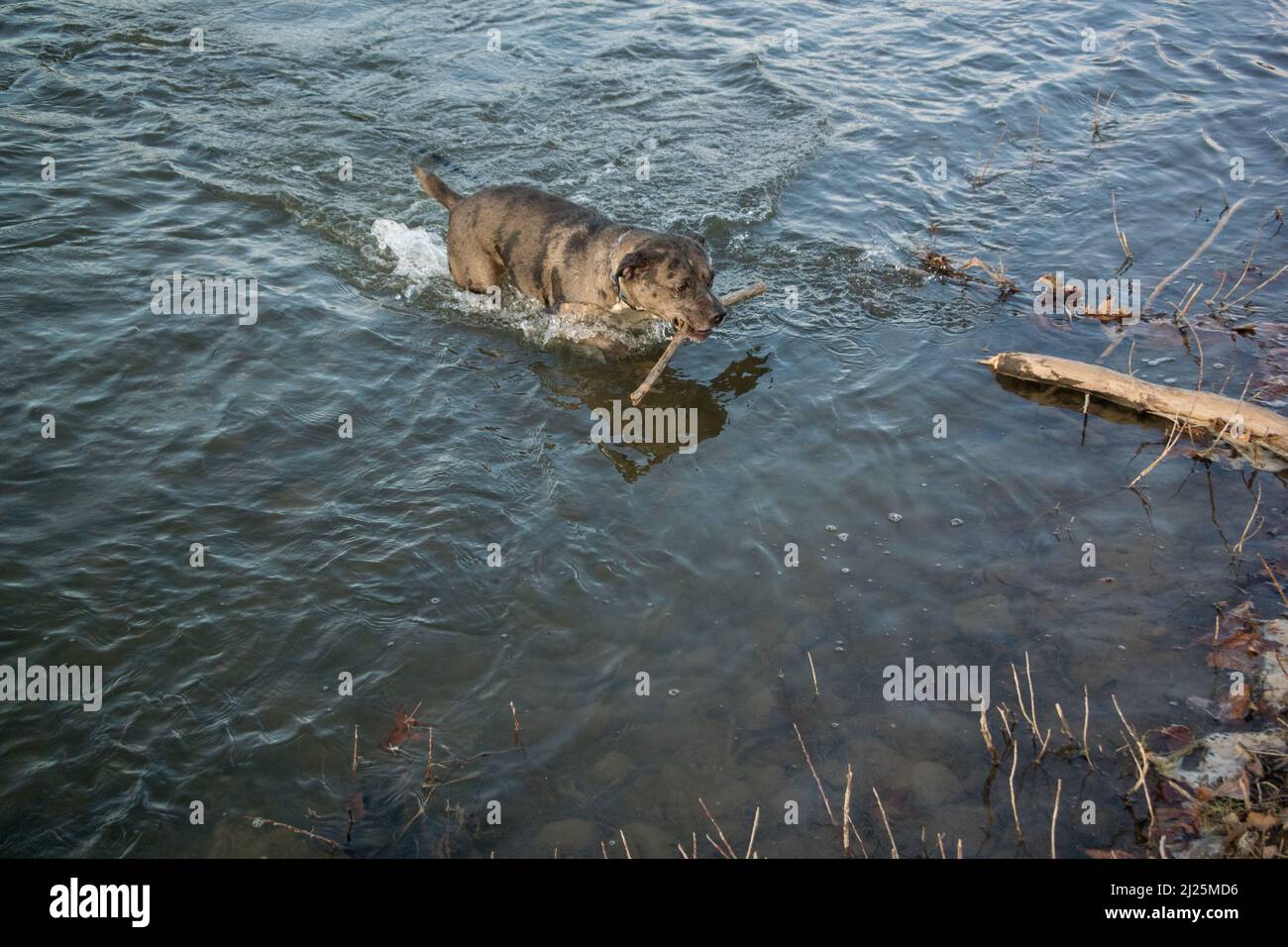 Paxton che gioca in acqua # 1 Foto Stock