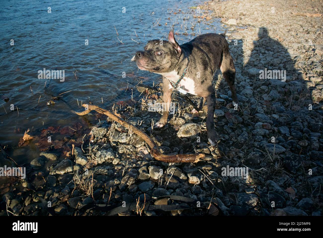 Paxton che gioca in acqua # 2 Foto Stock