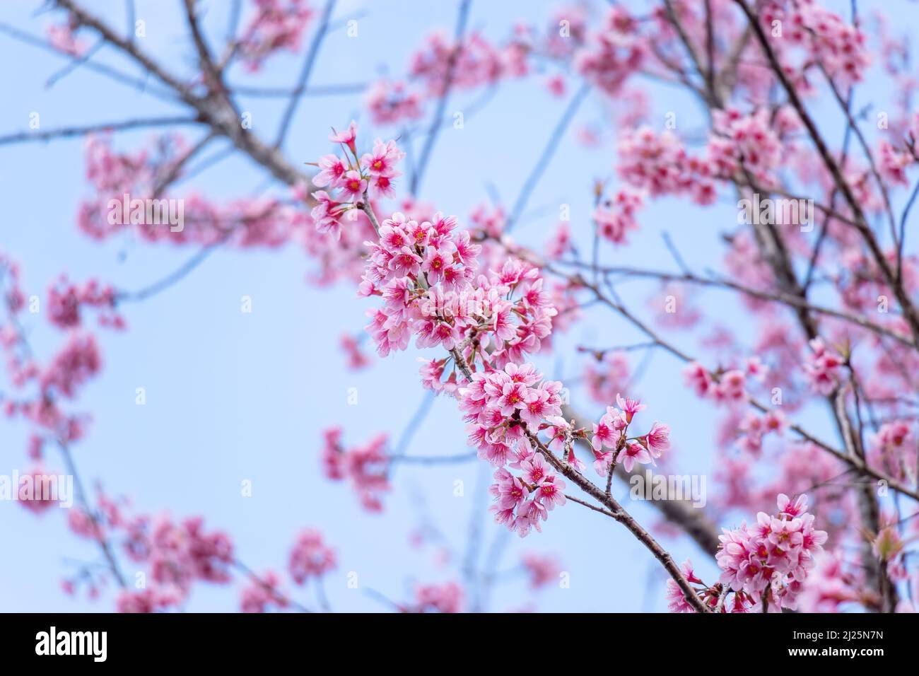 Paesaggio di bella fioritura ciliegio, rosa Sakura ramo fiore sullo sfondo del cielo blu in Giappone e Corea durante la stagione primaverile con primo piano Foto Stock