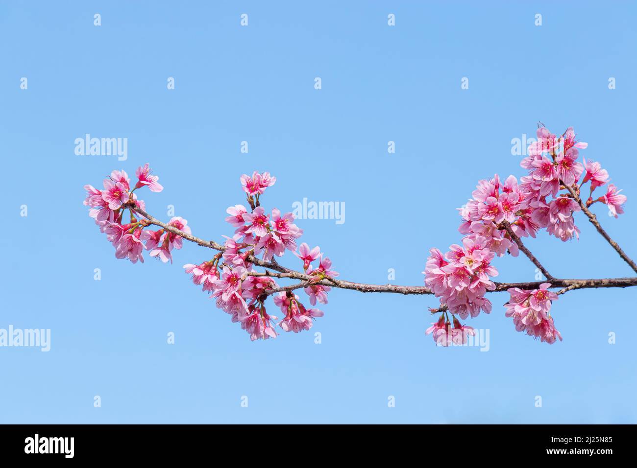 Paesaggio di bella fioritura ciliegio, rosa Sakura ramo fiore sullo sfondo del cielo blu in Giappone e Corea durante la stagione primaverile con primo piano Foto Stock