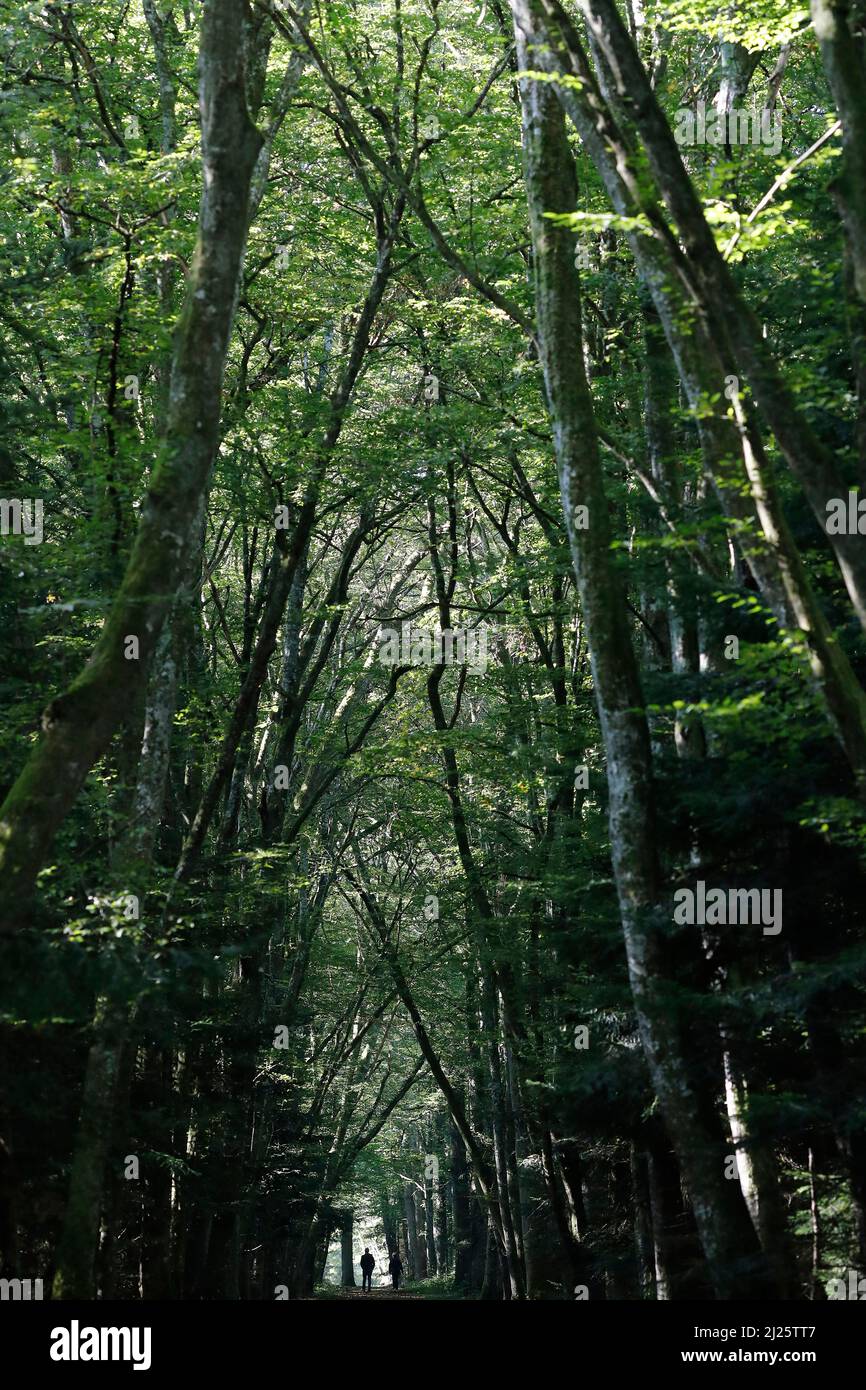 Uomo che cammina da solo in una foresta. Foto Stock