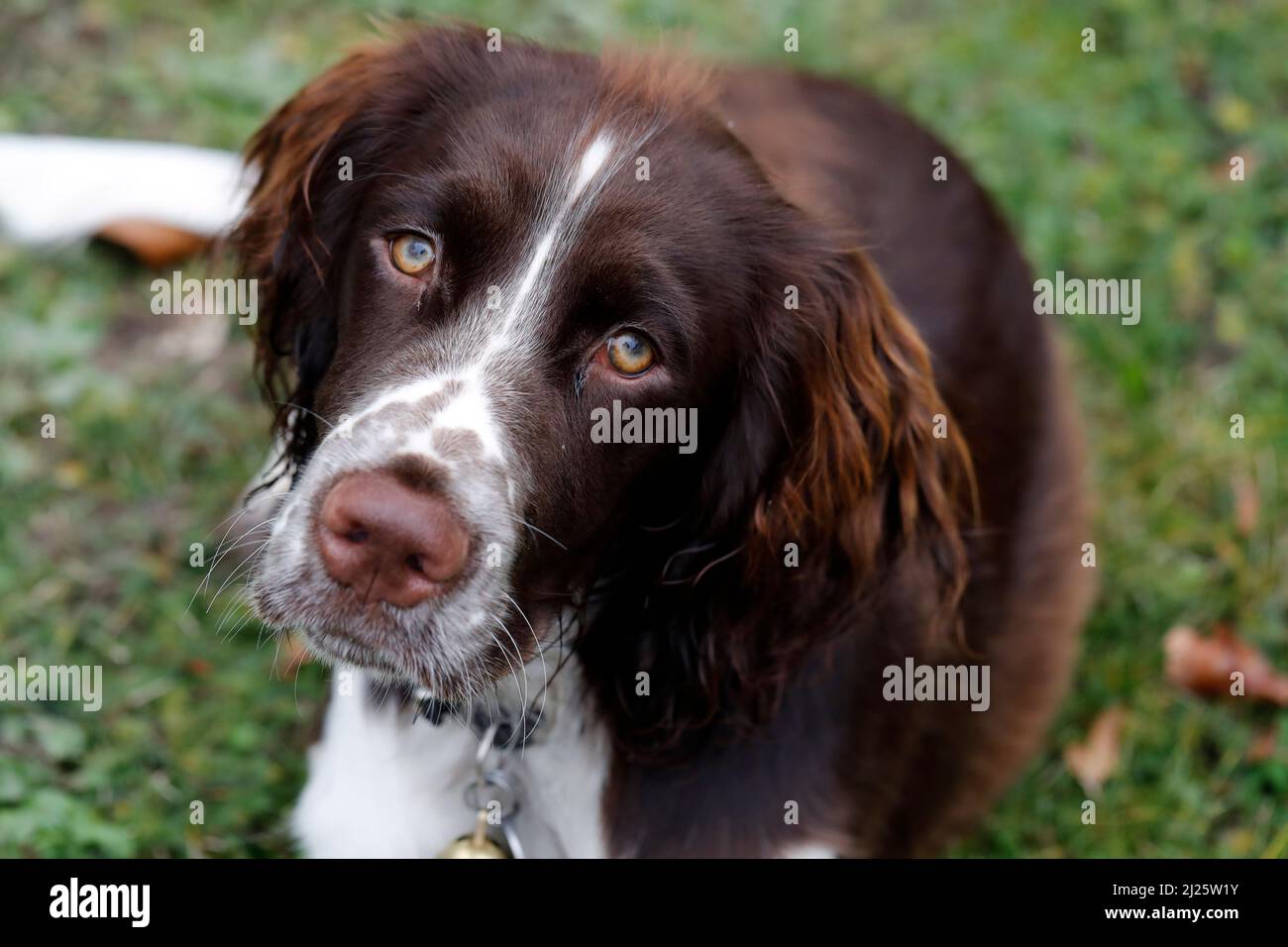 English Springer Spaniel cane. Primo piano sulla testa. Foto Stock