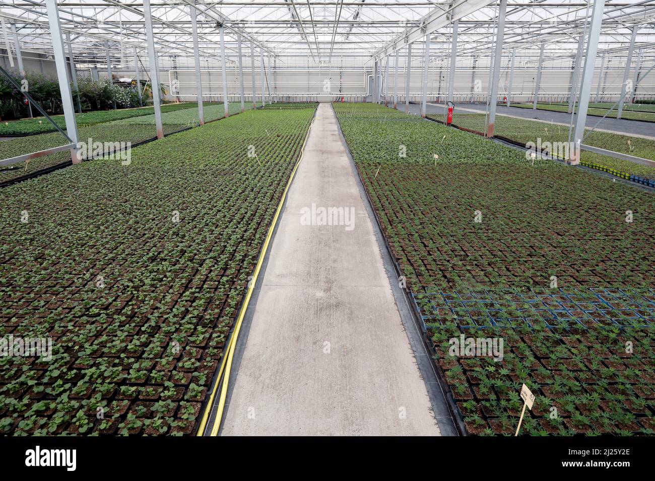 Produzione e coltivazione di fiori in serra. Foto Stock