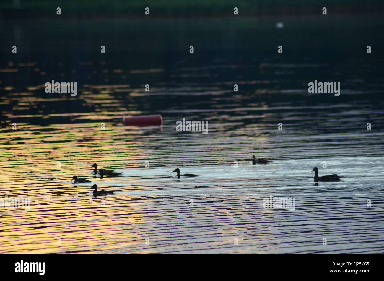 Molte anatre sul lago al tramonto. Foto Stock