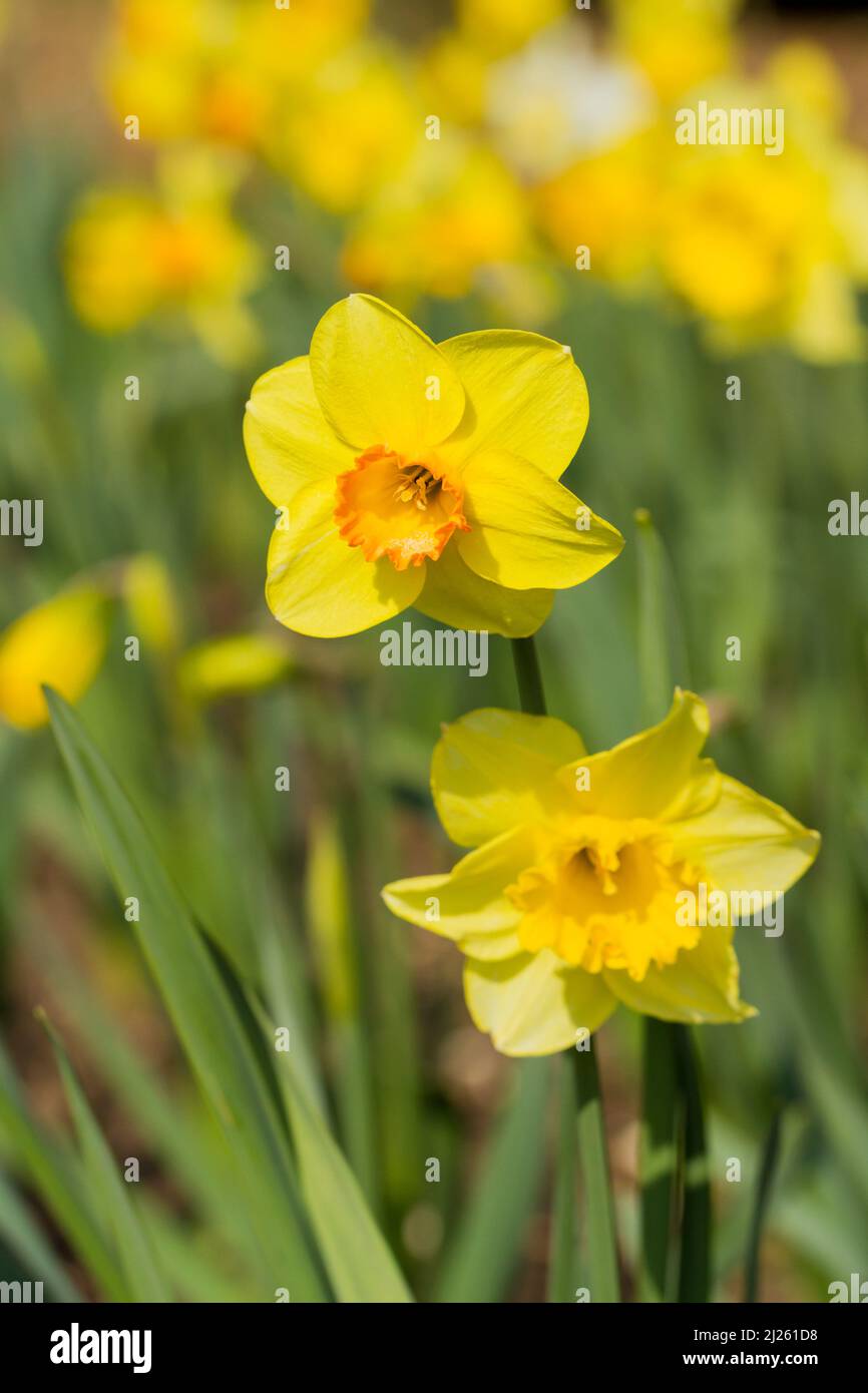 Narciso in primavera, Regno Unito Foto Stock