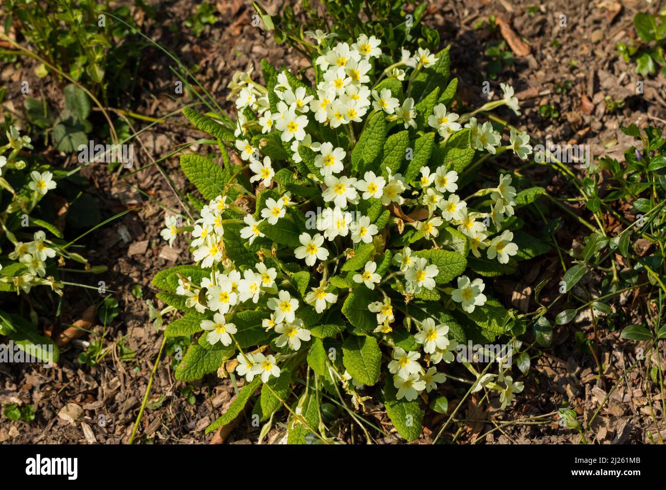 Fiori di Primrose gialli in primavera, Regno Unito Foto Stock