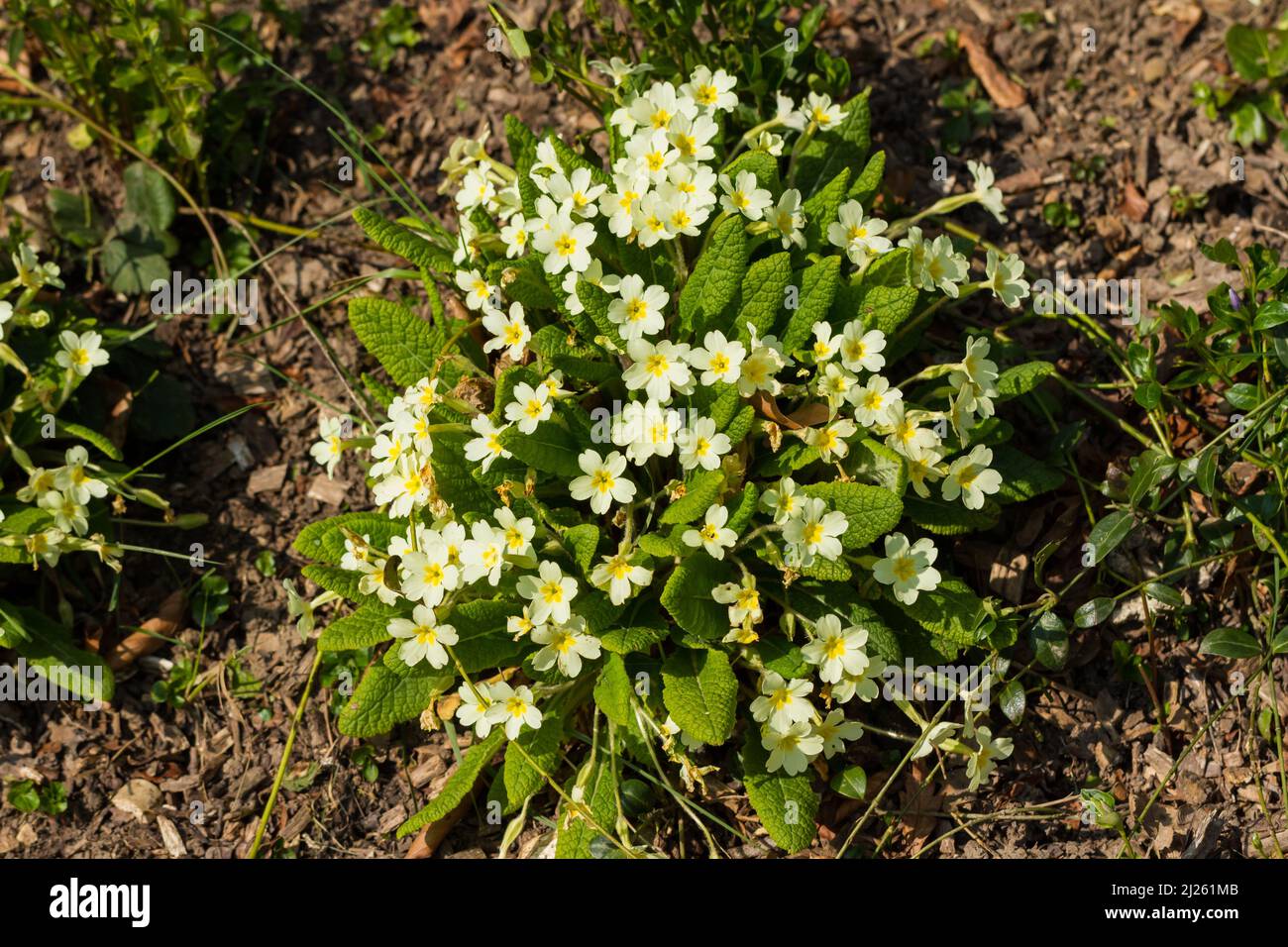 Fiori di Primrose gialli in primavera, Regno Unito Foto Stock