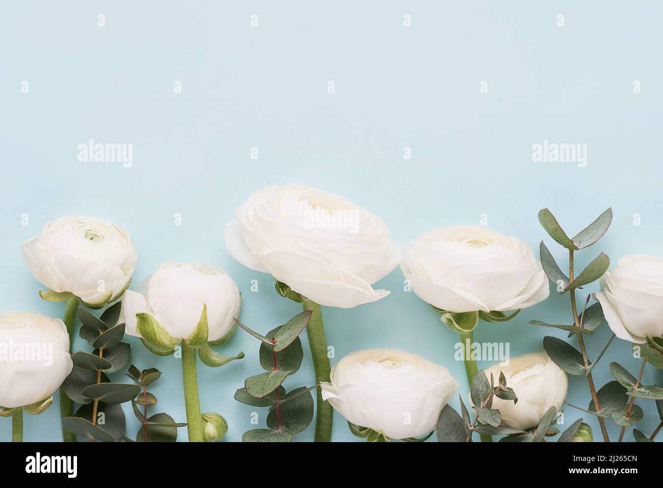 Mazzo di fiori di ranuncolo bianco su sfondo azzurro. Festa della mamma, giorno di San Valentino, concetto di compleanno. Vista dall'alto, spazio di copia per il testo Foto Stock