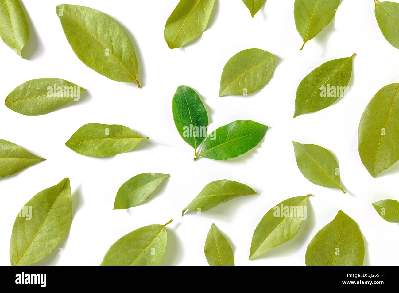Foglia di baia. Un modello di foglie di alloro secco con un paio di fresche e vibranti, overhead piano stay girato su uno sfondo bianco Foto Stock