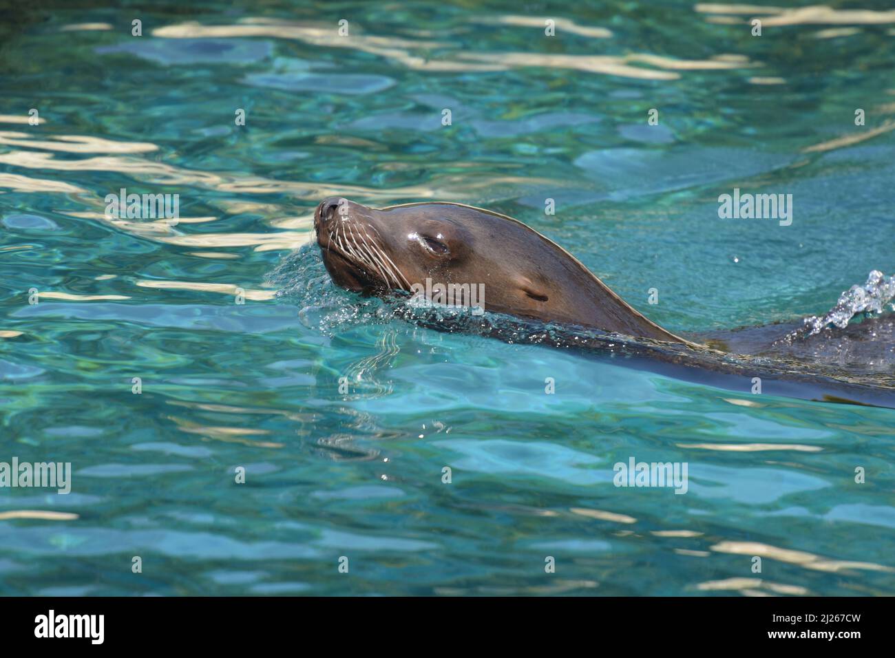 Ritratto di un leone di mare che nuota in acqua in un parco Foto Stock