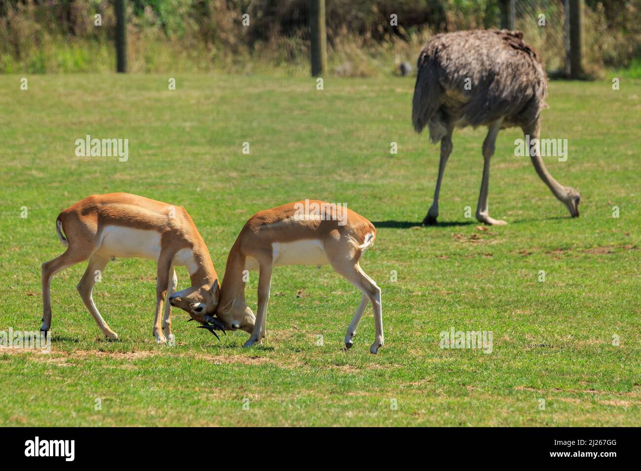 Due giovani maschi black buck, o antilope indiana (Antiplope cervicapra) bloccare corna Foto Stock