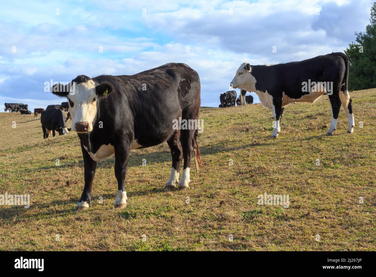 Bovini Friesiani Holstein bianchi e neri in una fattoria lattiero-casearia. Fotografato in Nuova Zelanda Foto Stock