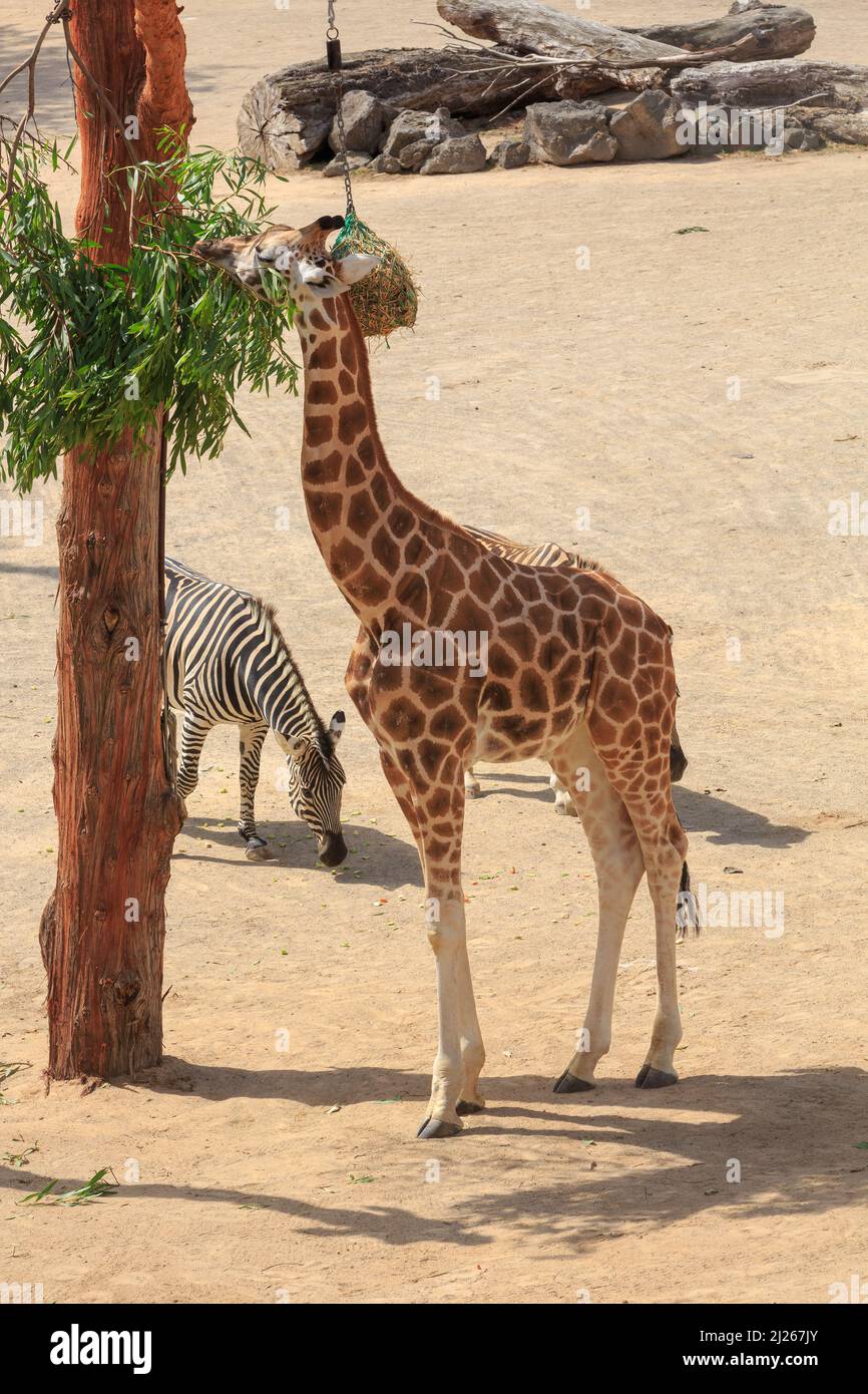 Una giraffa che mangia lascia mentre una zebra cammina intorno sotto. Fotografato nella sezione 'Africa' dello Zoo di Auckland, Auckland, Nuova Zelanda Foto Stock