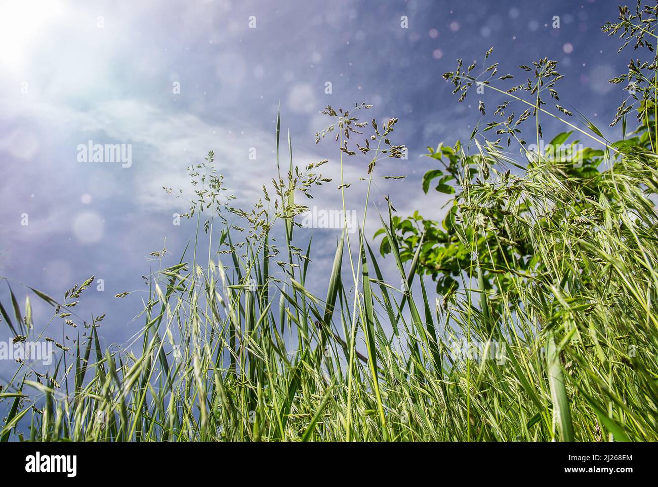 prato estivo vicino con erba, fiori selvatici, e raggi di sole. Sfondo estivo, carta da parati. Foto Stock