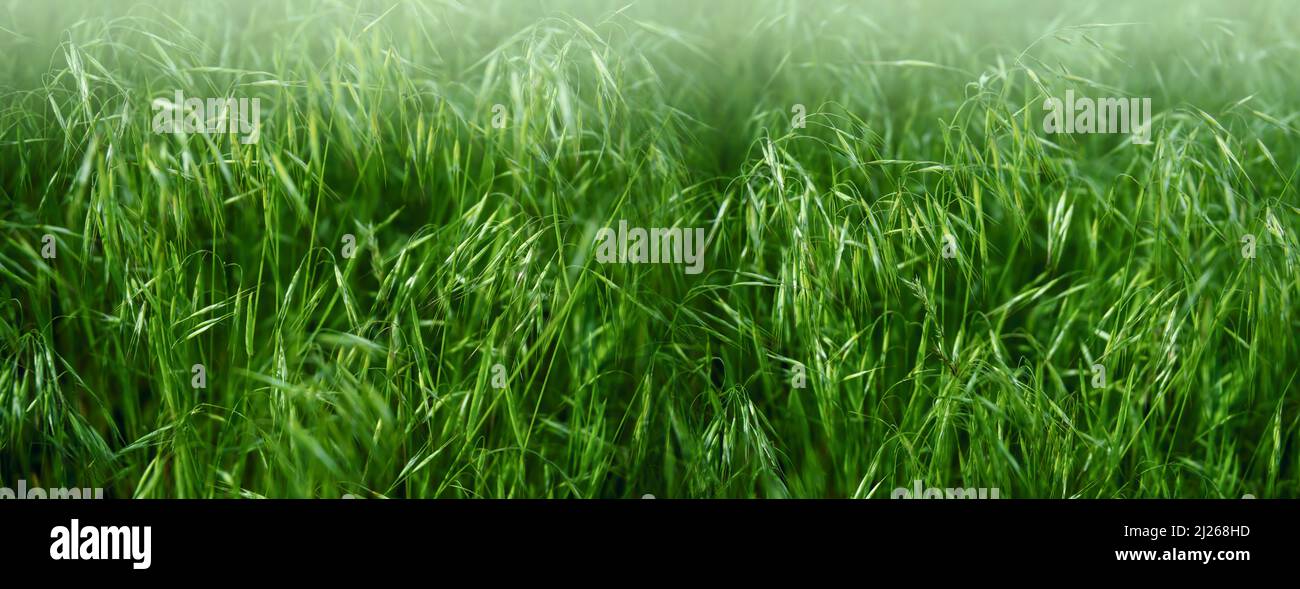 prato estivo vicino con erba, fiori selvatici, e raggi di sole. Sfondo estivo, carta da parati. Foto Stock