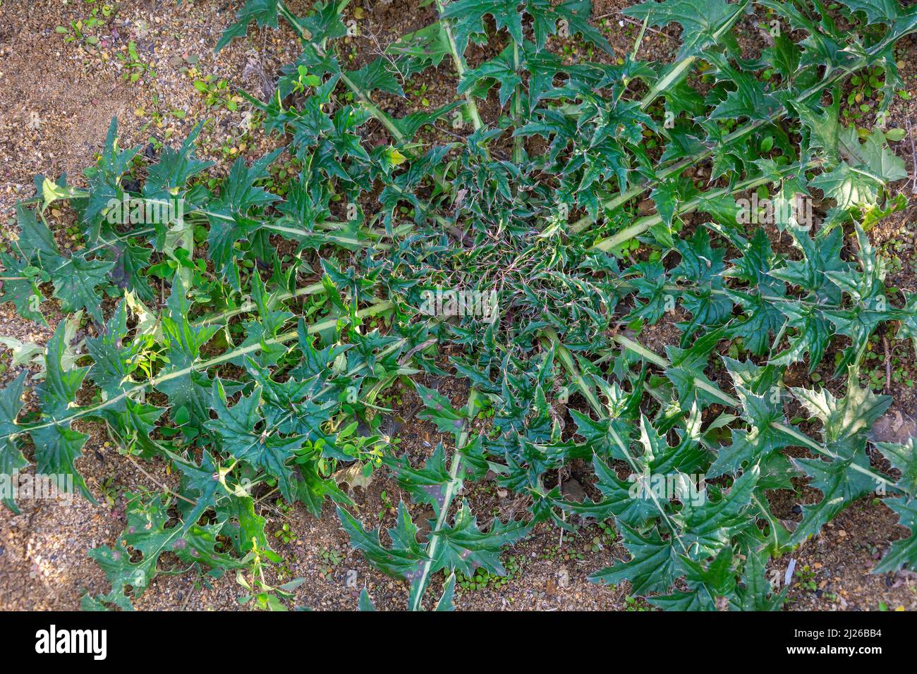 Piante ornamentali, cardui, cardui, sulla riva sabbiosa del lago Foto Stock