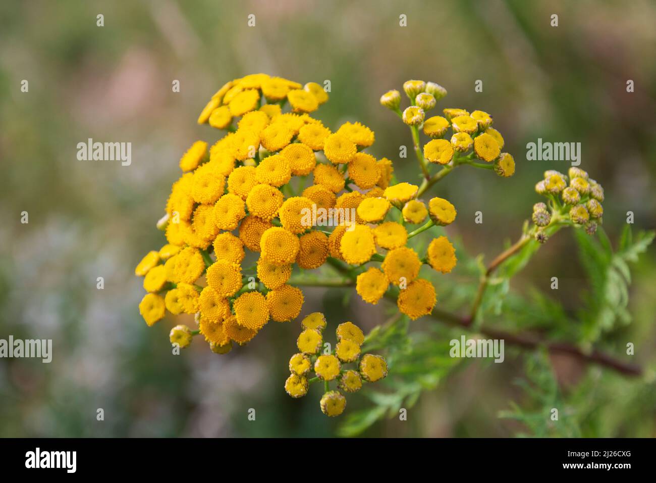Gelbe, giftige Rainfarn Blüte im Sommer Foto Stock