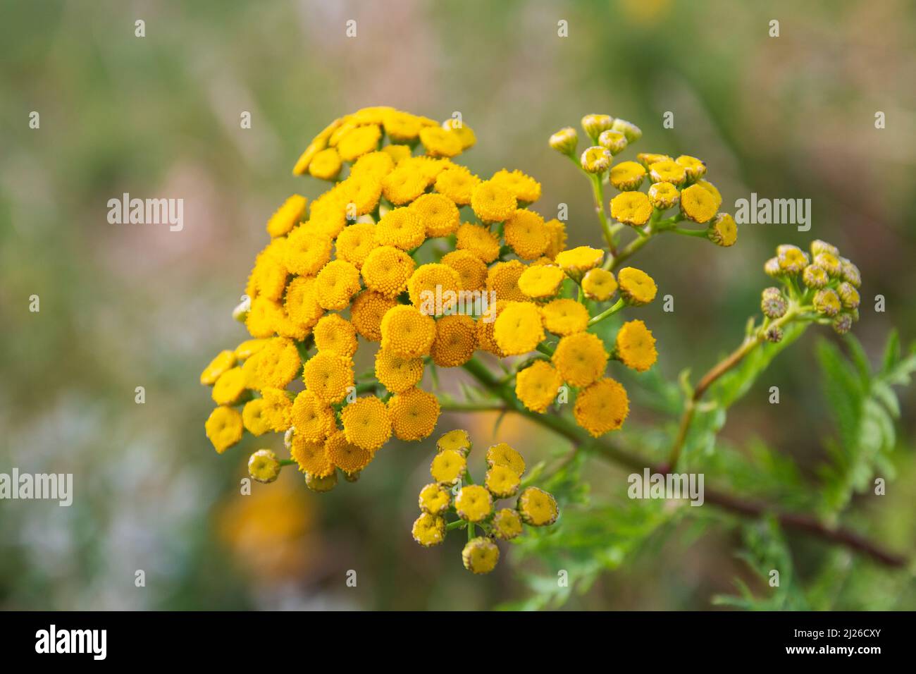 Gelbe, giftige Rainfarn Blüte im Sommer Foto Stock