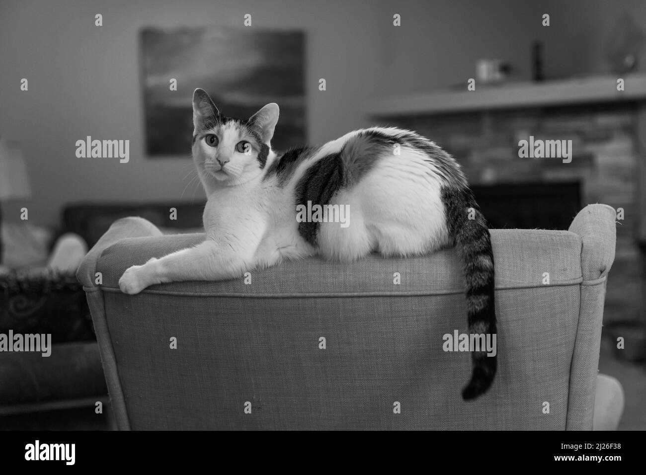 Un primo piano di un gatto carino sdraiato su una sedia in scala di grigi Foto Stock