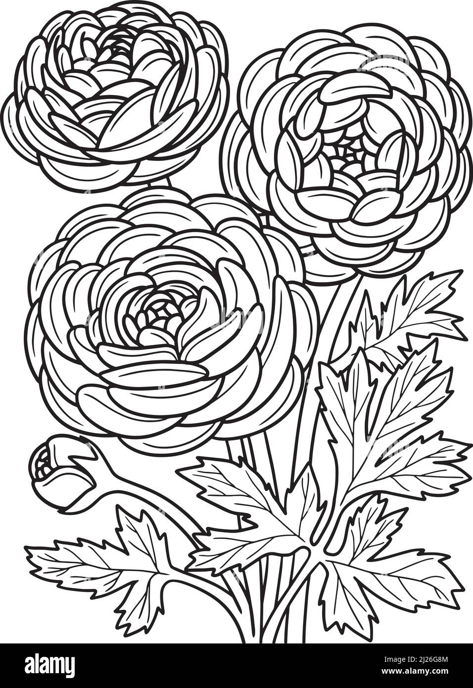 Ranunculus Flower Coloring Page per adulti Illustrazione Vettoriale