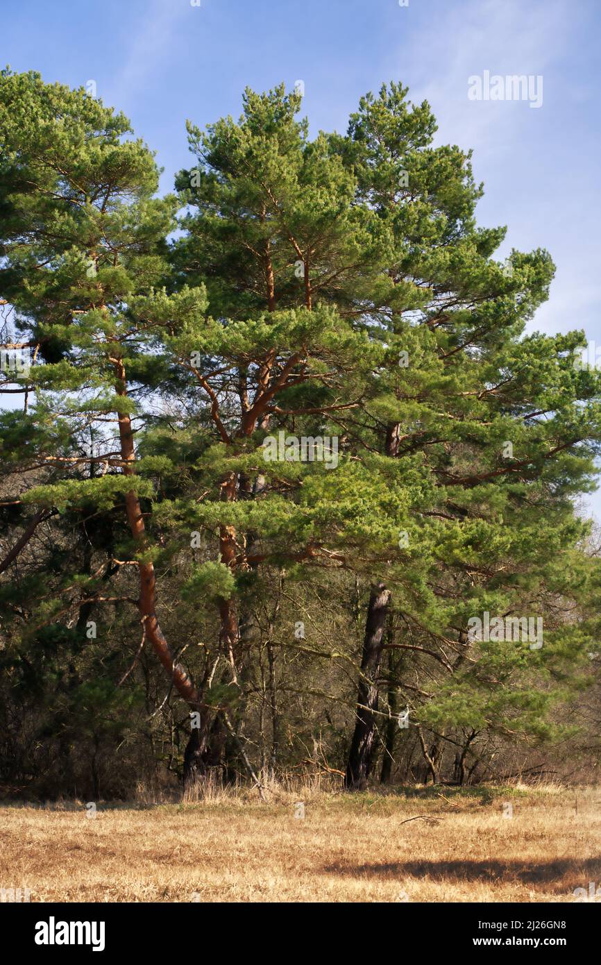 Bei alberi di abete alto in una radura aperta nella foresta Foto Stock