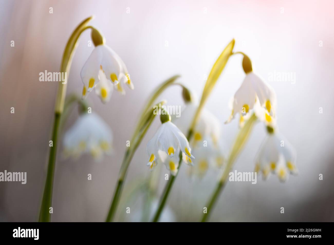 Fiori di Snowdrop sul prato primavera foresta primo piano. Fotografia macro natura Foto Stock