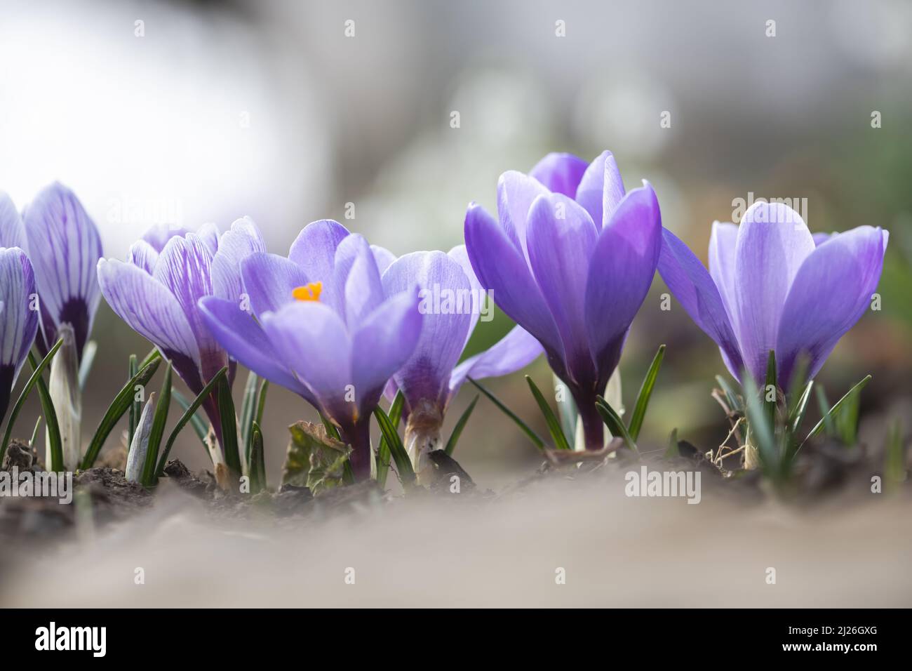 Fiori di cocco primavera in primo piano campo verde. Soleggiato foresta sullo sfondo. Fotografia naturalistica Foto Stock