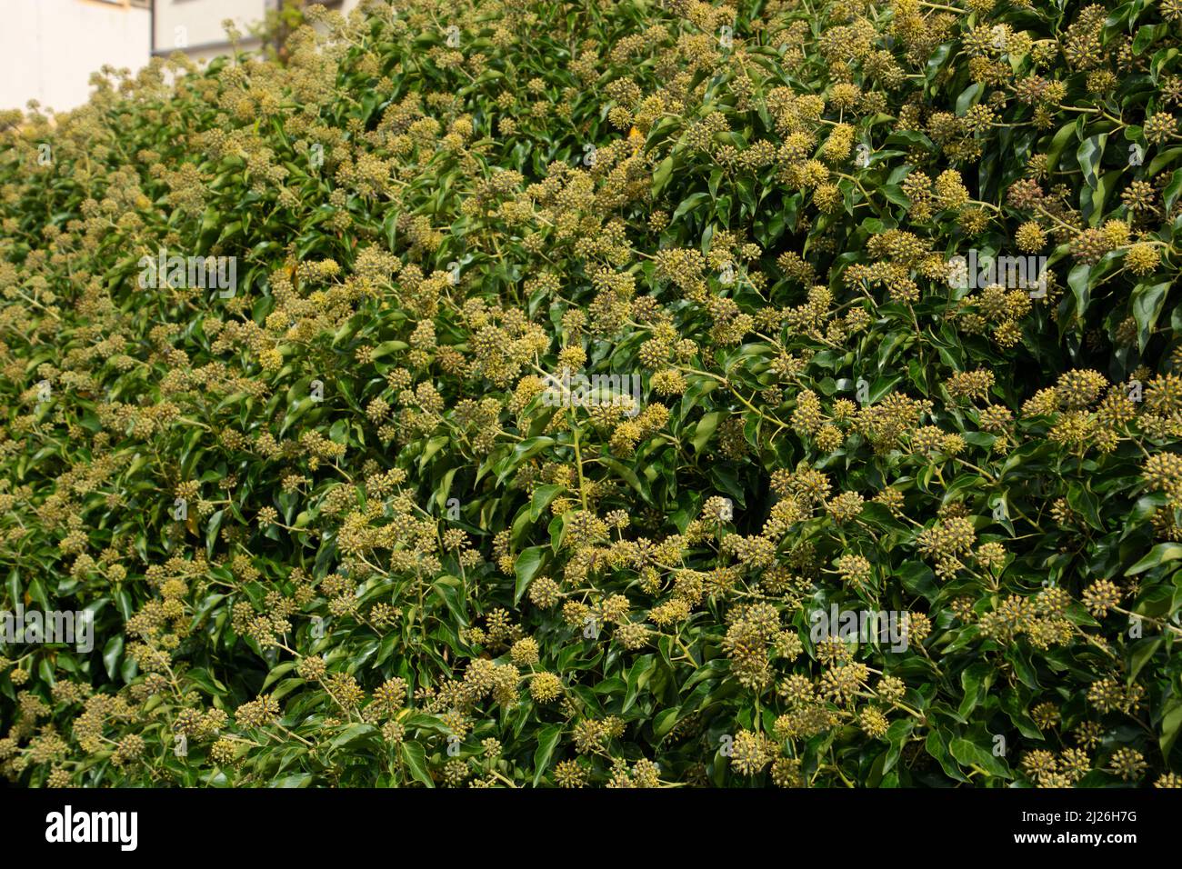 Parete verde di fogliame fatta di edera comune con fogliame verde e fiori ricchi di nettare Foto Stock