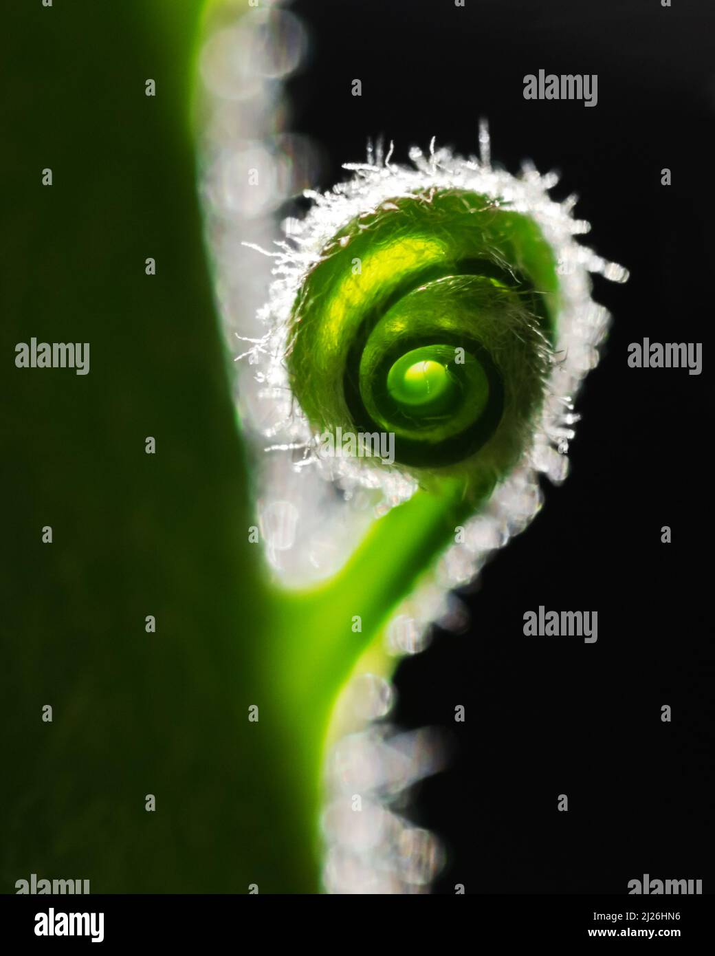 Primo piano di una palma giovane con foglie curve a spirale. Layout creativo realizzato con una nuova foglia di palma verde. Utilizzare come sfondo naturale di piante verdi ed ecologia. Sfondo della natura Foto Stock