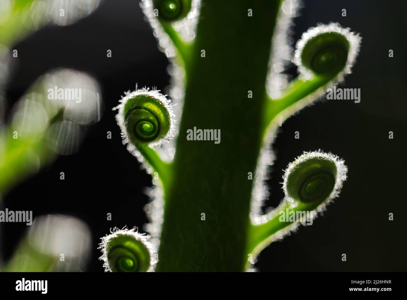 Primo piano di una palma giovane con foglie curve a spirale. Layout creativo realizzato con una nuova foglia di palma verde. Utilizzare come sfondo naturale di piante verdi ed ecologia. Sfondo della natura Foto Stock