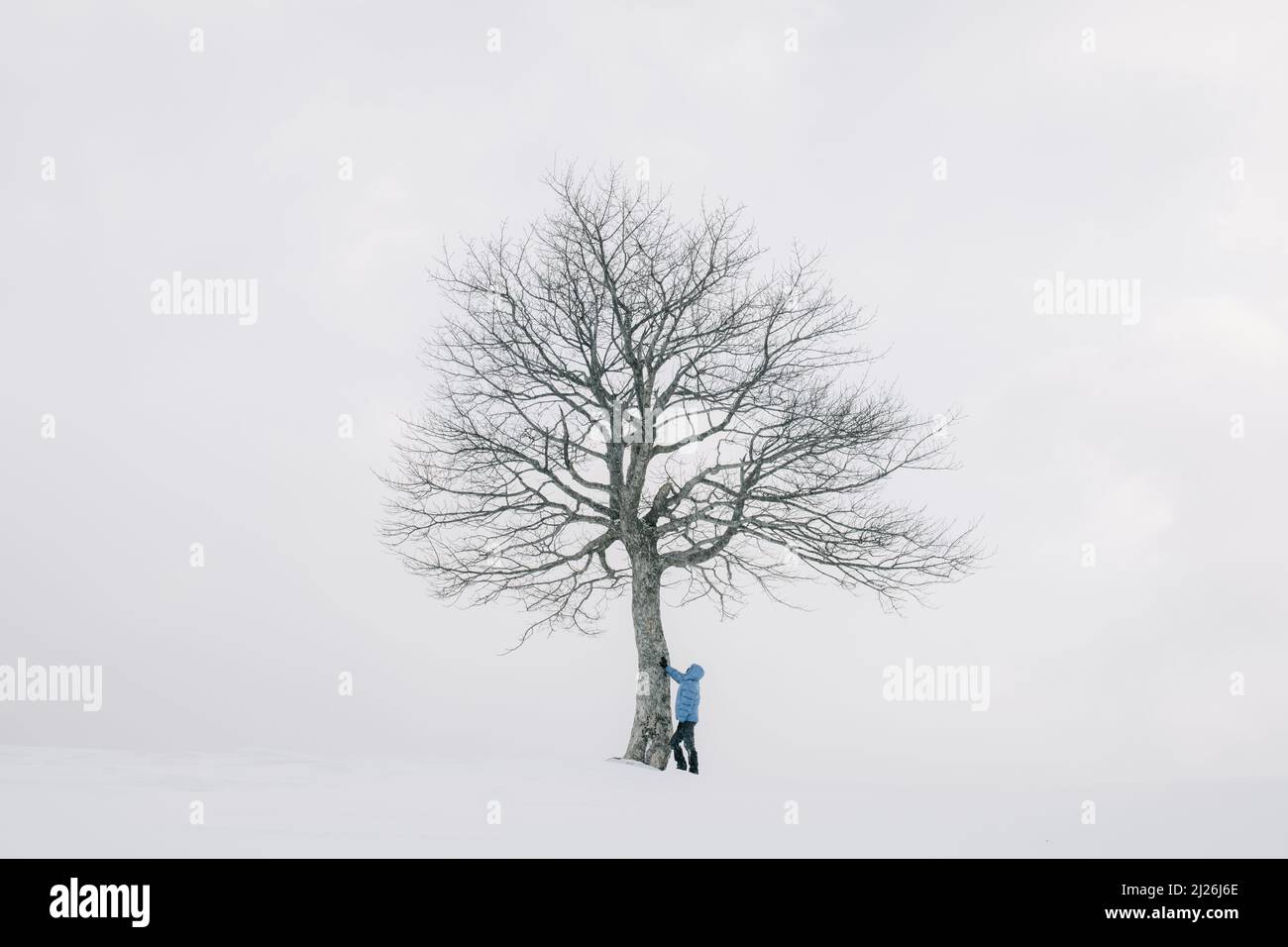 Vecchio albero di tiglio sul prato estivo. Grande corona di alberi con lussureggiante verde fogliame e tronco spesso che illumina dalla luce del tramonto. Fotografia di paesaggio Foto Stock