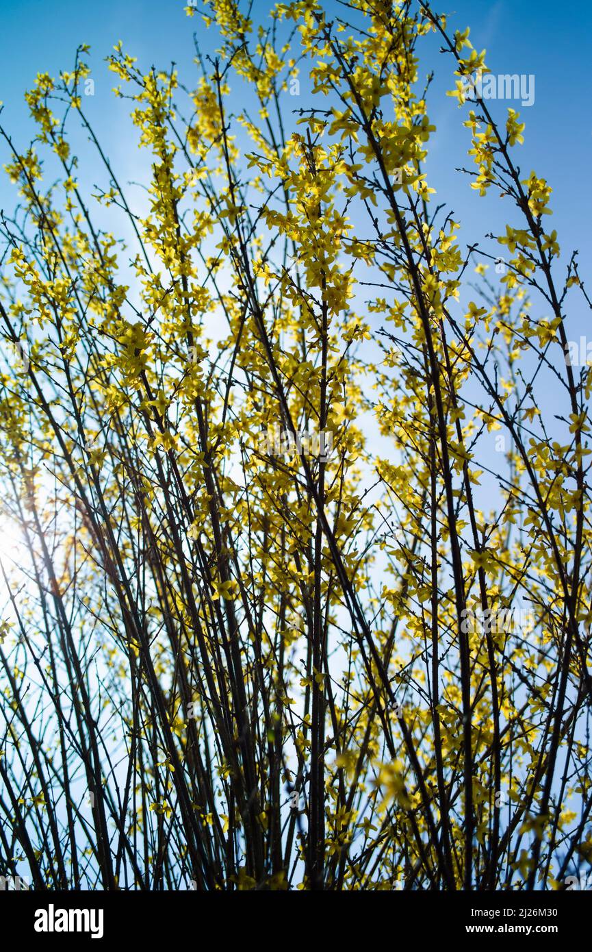 Fiori gialli di forsytia nel sole di primavera Foto Stock