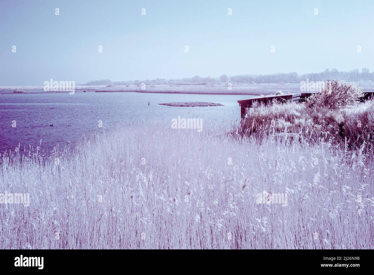Immagine infrarossa rossa della palude di acqua dolce alla palude di Titchwell di RSPB in Anglia orientale su una mattinata di marcia Sunny Foto Stock