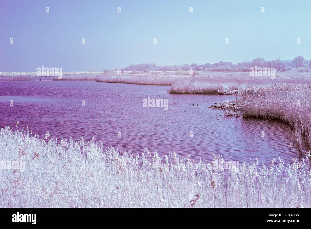Immagine infrarossa rossa della palude di acqua dolce alla palude di Titchwell di RSPB in Anglia orientale su una mattinata di marcia Sunny Foto Stock