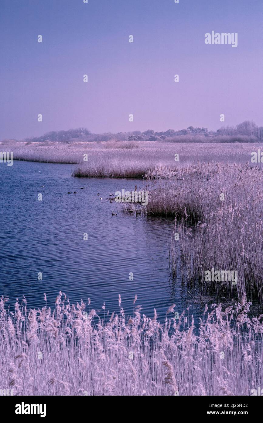 Immagine infrarossa rossa della palude di acqua dolce alla palude di Titchwell di RSPB in Anglia orientale su una mattinata di marcia Sunny Foto Stock