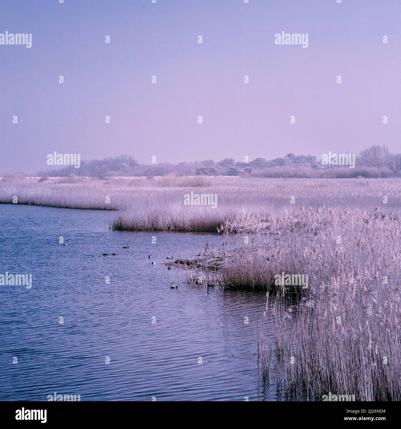 Immagine infrarossa rossa della palude di acqua dolce alla palude di Titchwell di RSPB in Anglia orientale su una mattinata di marcia Sunny Foto Stock