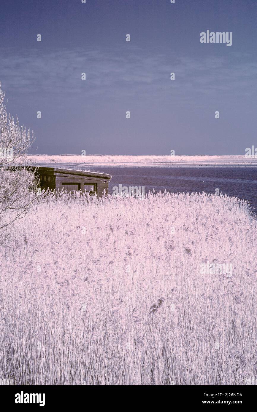 Immagine infrarossa rossa della palude di acqua dolce alla palude di Titchwell di RSPB in Anglia orientale su una mattinata di marcia Sunny Foto Stock