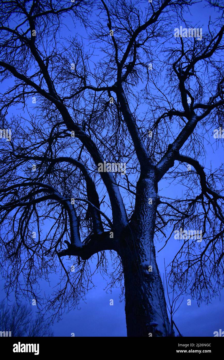 albero con gambo nevoso dopo il tramonto in blu ora Foto Stock