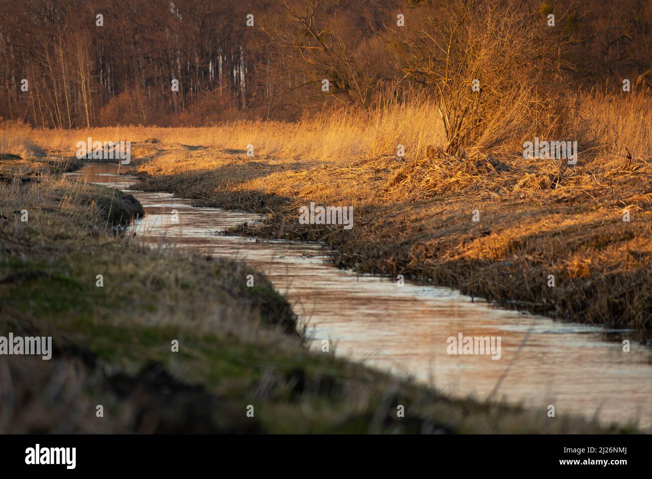 Il piccolo fiume Uherka che scorre attraverso i prati vicino alla foresta, giorno di marzo, Stankow, Polonia Foto Stock