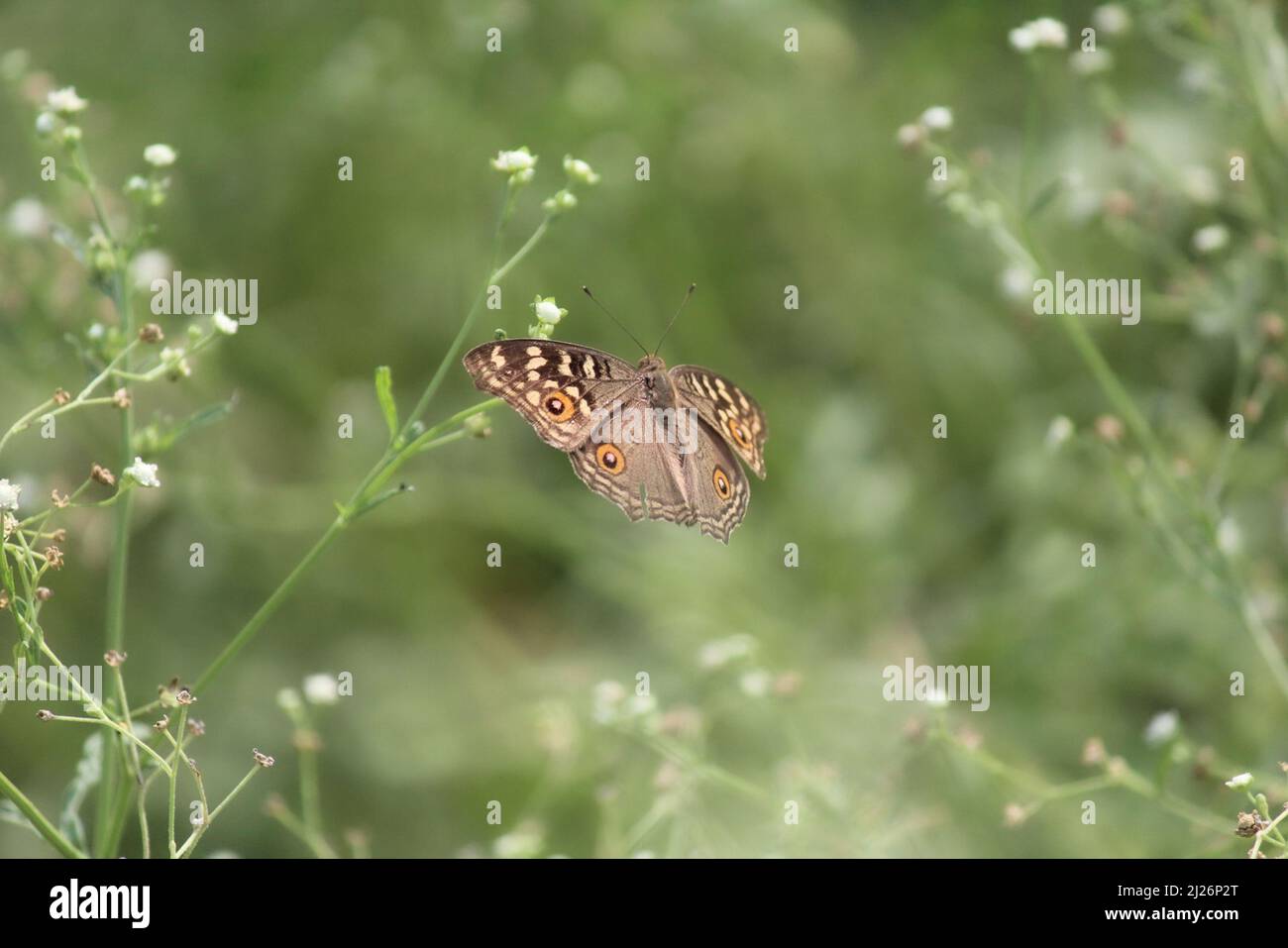 Una farfalla marrone con macchie arancioni Foto Stock