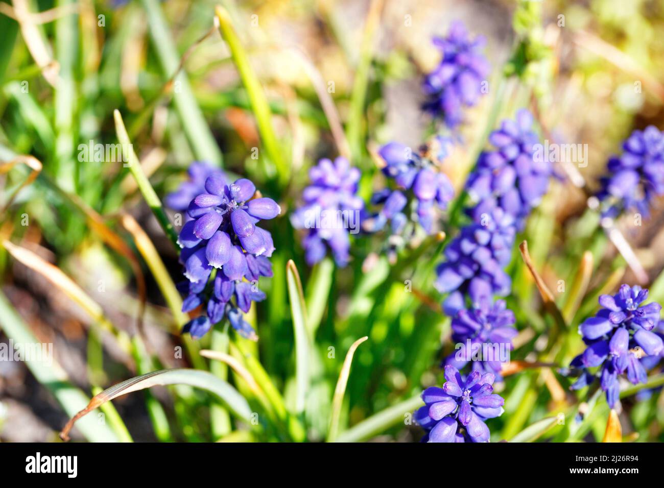 Il giacinto di uva viola fiorente è come piccole campane raccolte in grappoli, i primi fiori primaverili. Foto Stock