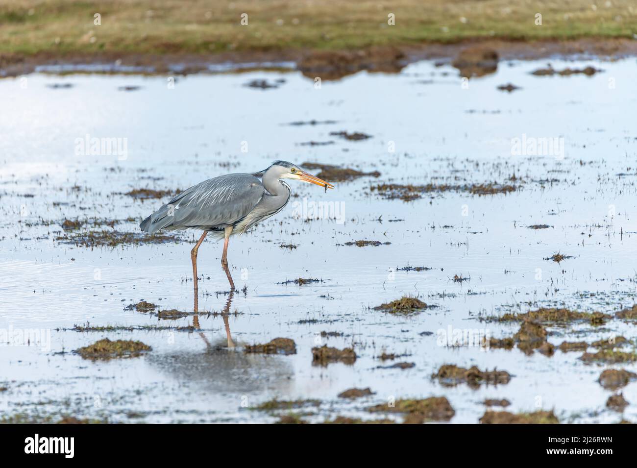 Un airone grigio, Ardea cinerea, in piedi in acque calme, alla ricerca di cibo. Fotografia di uccelli presa in Svezia nel mese di aprile. Sfondo naturale, spazio di copia. Foto Stock