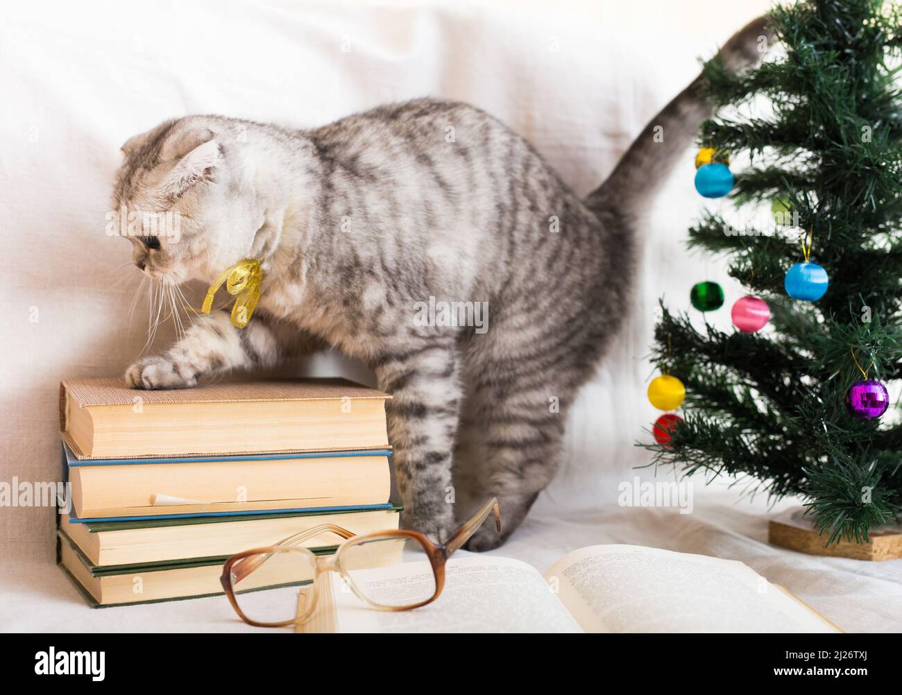 Gatto grigio scozzese fold con nastro d'oro intorno al collo, vicino al libro e all'albero di Natale Foto Stock