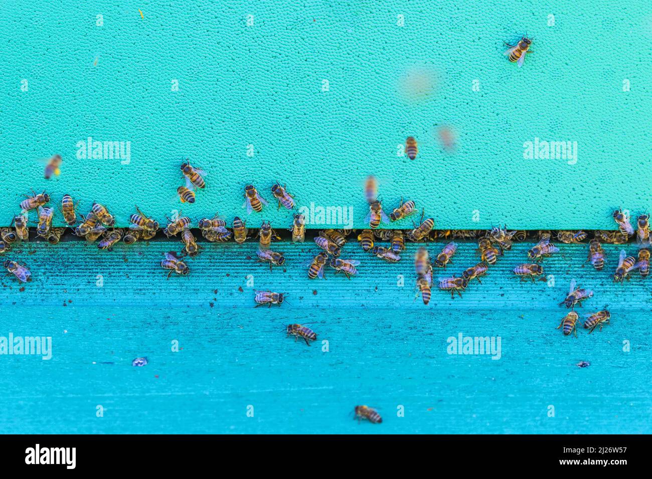 Api da miele su un alveare Foto Stock