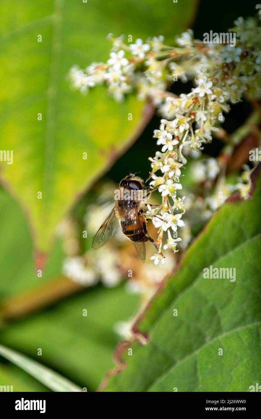 Una mosca del drone, Eristalis tenax, che si alimenta dai fiori bianchi dell'erbaccia invasiva, dalle alghe giapponesi annodate, dalla galopia japonica Foto Stock