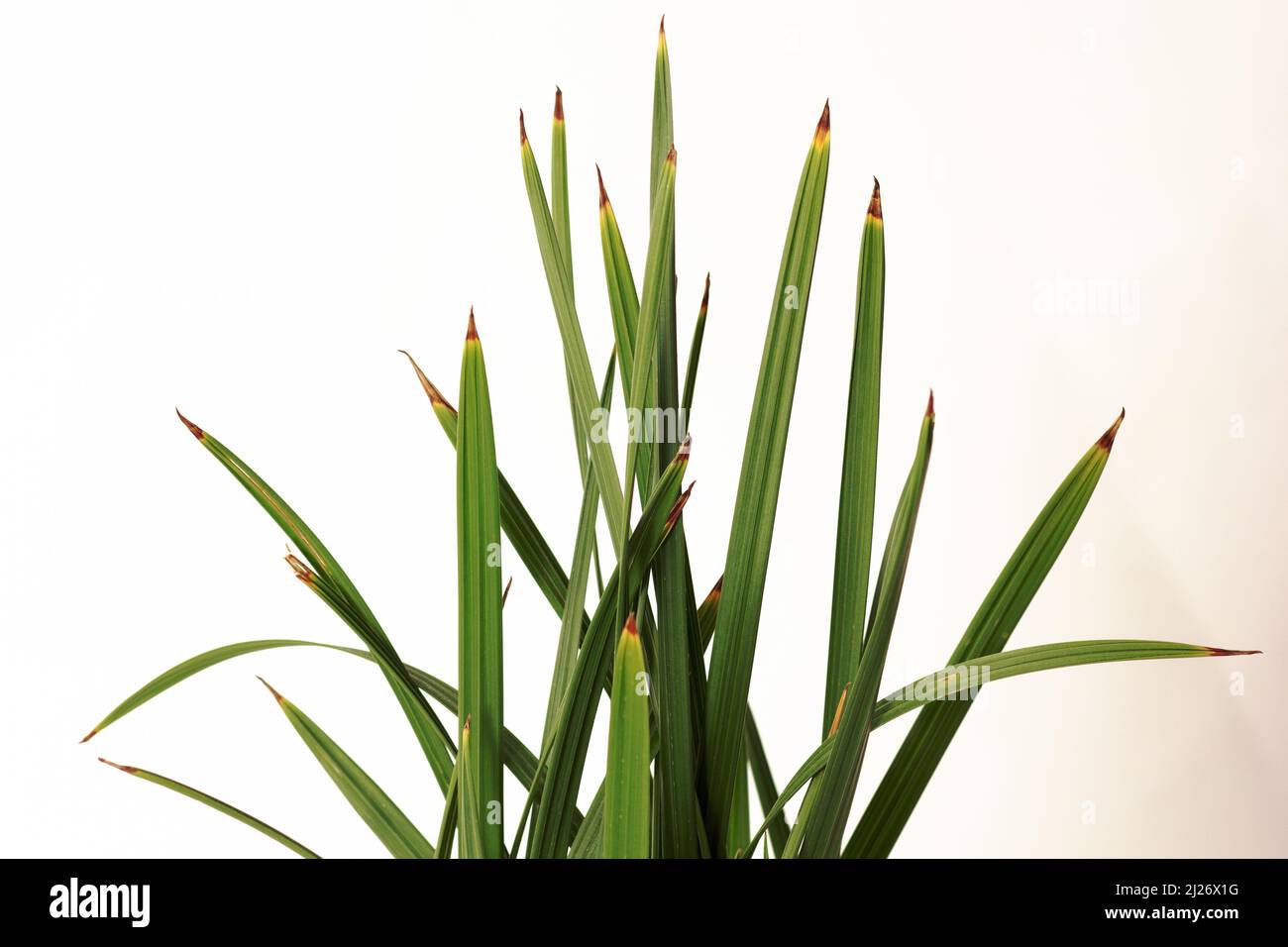 Date foglie di palma con punte marrone scuro a causa di overwatering su sfondo bianco Foto Stock