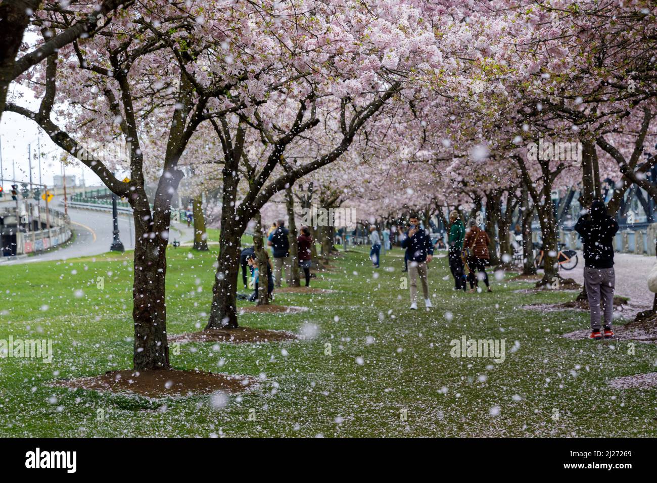 Portland, Stati Uniti. 28th Mar 2022. Un elicottero che passa causa una tempesta di ciliegi che sbocciano sulle famiglie. I ciliegi AKEBONO raggiungono la loro piena fioritura negli ultimi giorni di marzo 2022 presso il Japanese-American Historical Plaza di Portland, Oregon USA. Cento alberi, un dono del 1990 del Giappone, commemorano la "Japantown" (Nihonmachi) della zona che fu distrutta dall'internamento forzato di giapponesi-americani durante la seconda guerra mondiale (Foto di John Rudoff/Sipa USA) Credit: Sipa USA/Alamy Live News Foto Stock